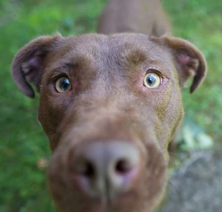 Boyd County Animal Shelter (JPEG)